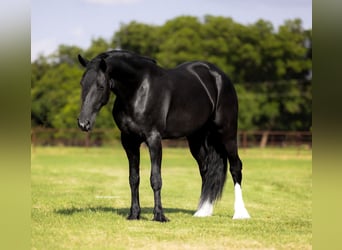 Friesian horses Mix, Mare, 4 years, 15,2 hh, Black