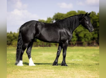 Friesian horses Mix, Mare, 4 years, 15,2 hh, Black