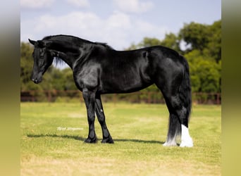 Friesian horses Mix, Mare, 4 years, 15,2 hh, Black