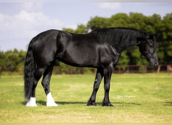 Friesian horses Mix, Mare, 4 years, 15,2 hh, Black