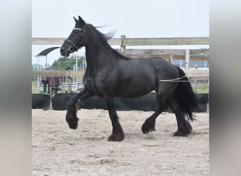 Friesian horses, Mare, 4 years, 15,2 hh, Black