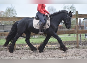 Friesian horses, Mare, 4 years, 15,2 hh, Black