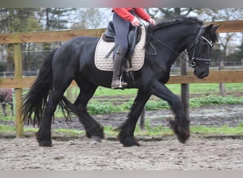 Friesian horses, Mare, 4 years, 15,2 hh, Black