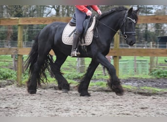 Friesian horses, Mare, 4 years, 15,2 hh, Black