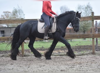 Friesian horses, Mare, 4 years, 15,2 hh, Black