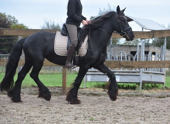 Friesian horses, Mare, 4 years, 15,2 hh, Black
