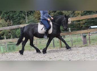 Friesian horses, Mare, 4 years, 15,2 hh, Black