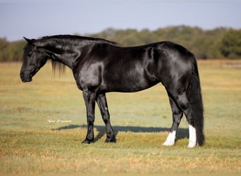 Friesian horses Mix, Mare, 4 years, 15,2 hh, Black