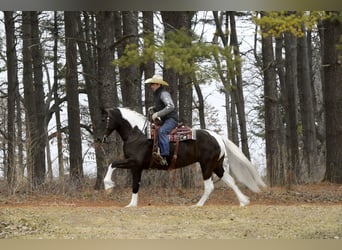 Friesian horses Mix, Mare, 4 years, 15,2 hh, Pinto