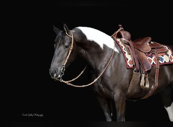 Friesian horses Mix, Mare, 4 years, 15,2 hh, Pinto