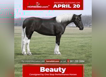 Friesian horses Mix, Mare, 4 years, 15,2 hh, Pinto