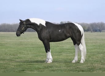 Friesian horses Mix, Mare, 4 years, 15,2 hh, Pinto