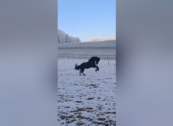 Friesian horses, Mare, 4 years, 15,3 hh, Black