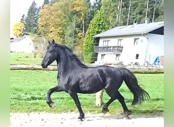 Friesian horses, Mare, 4 years, 15,3 hh, Black