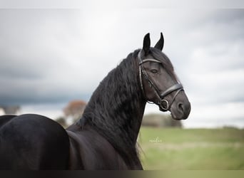 Friesian horses, Mare, 4 years, 16.1 hh, Black