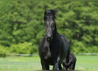 Friesian horses, Mare, 4 years, 16.1 hh, Black