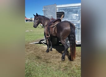 Friesian horses, Mare, 4 years, 16.1 hh, Black