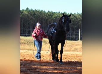 Friesian horses, Mare, 4 years, 16.1 hh, Black