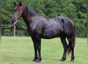 Friesian horses, Mare, 4 years, 16.1 hh, Black