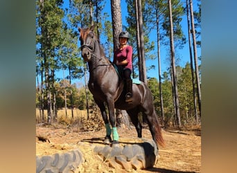 Friesian horses, Mare, 4 years, 16.1 hh, Black