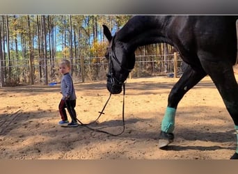 Friesian horses, Mare, 4 years, 16.1 hh, Black