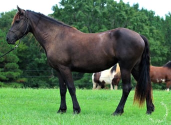 Friesian horses, Mare, 4 years, 16.1 hh, Black