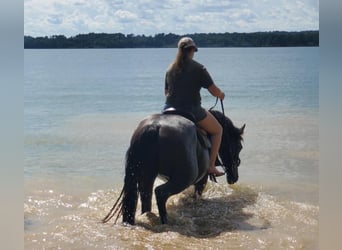 Friesian horses, Mare, 4 years, 16.1 hh, Black