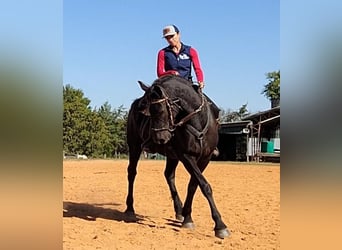 Friesian horses, Mare, 4 years, 16.1 hh, Black