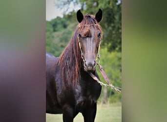Friesian horses, Mare, 4 years, 16.1 hh, Black