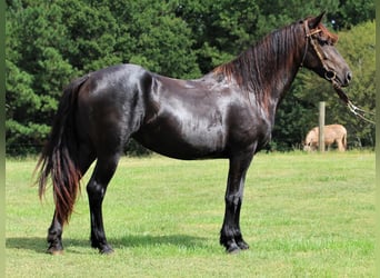 Friesian horses, Mare, 4 years, 16.1 hh, Black
