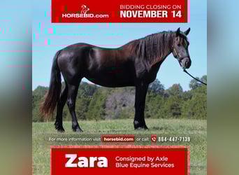 Friesian horses, Mare, 4 years, 16.1 hh, Black