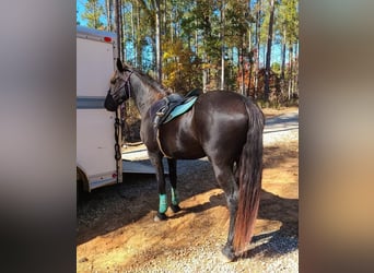 Friesian horses, Mare, 4 years, 16.1 hh, Black