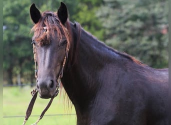Friesian horses, Mare, 4 years, 16.1 hh, Black
