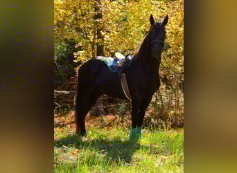 Friesian horses, Mare, 4 years, 16.1 hh, Black