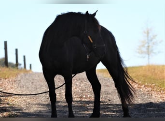 Friesian horses, Mare, 4 years, 16.1 hh, Black