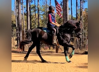 Friesian horses, Mare, 4 years, 16.1 hh, Black