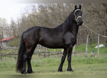 Friesian horses, Mare, 4 years, 16.1 hh, Smoky-Black