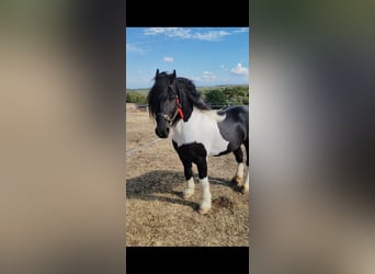 Friesian horses, Mare, 4 years, 16.2 hh, Black