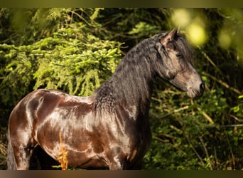 Friesian horses, Mare, 4 years, 16.2 hh, Black