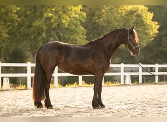 Friesian horses, Mare, 4 years, 16.2 hh, Black