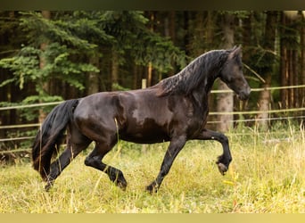 Friesian horses, Mare, 4 years, 16.2 hh, Black