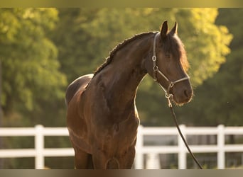 Friesian horses, Mare, 4 years, 16.2 hh, Black