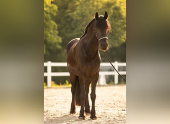 Friesian horses, Mare, 4 years, 16.2 hh, Black