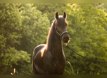 Friesian horses, Mare, 4 years, 16.2 hh, Black