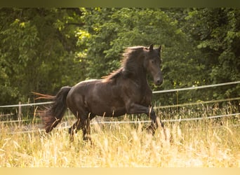 Friesian horses, Mare, 4 years, 16.2 hh, Black