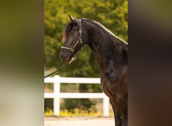 Friesian horses, Mare, 4 years, 16.2 hh, Black