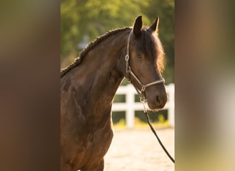 Friesian horses, Mare, 4 years, 16.2 hh, Black