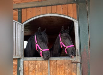 Friesian horses, Mare, 4 years, 16 hh, Black