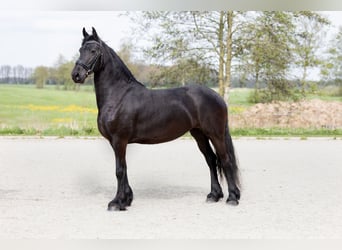 Friesian horses, Mare, 4 years, 16 hh, Black
