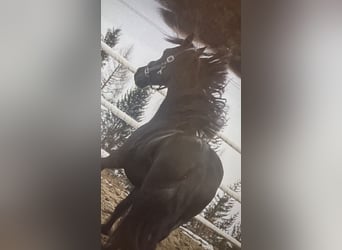 Friesian horses, Mare, 4 years, 16 hh, Black